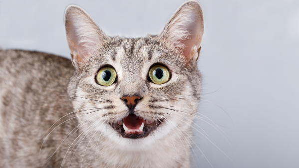 8 Common Cat Noises & What They Really Mean