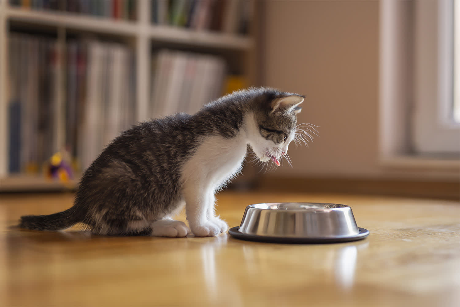 What To Do If Your New Kitten Is Not Eating