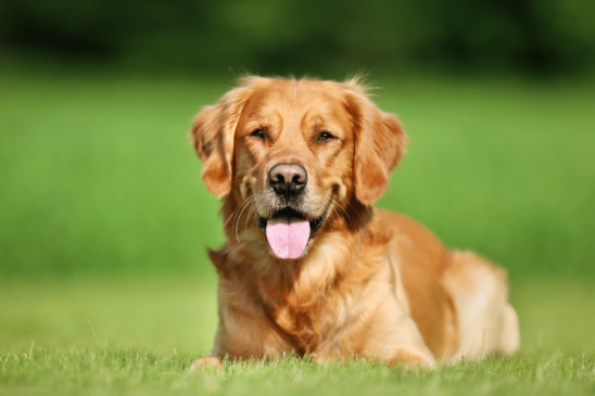 smartest dog breeds - golden retriever - pawp