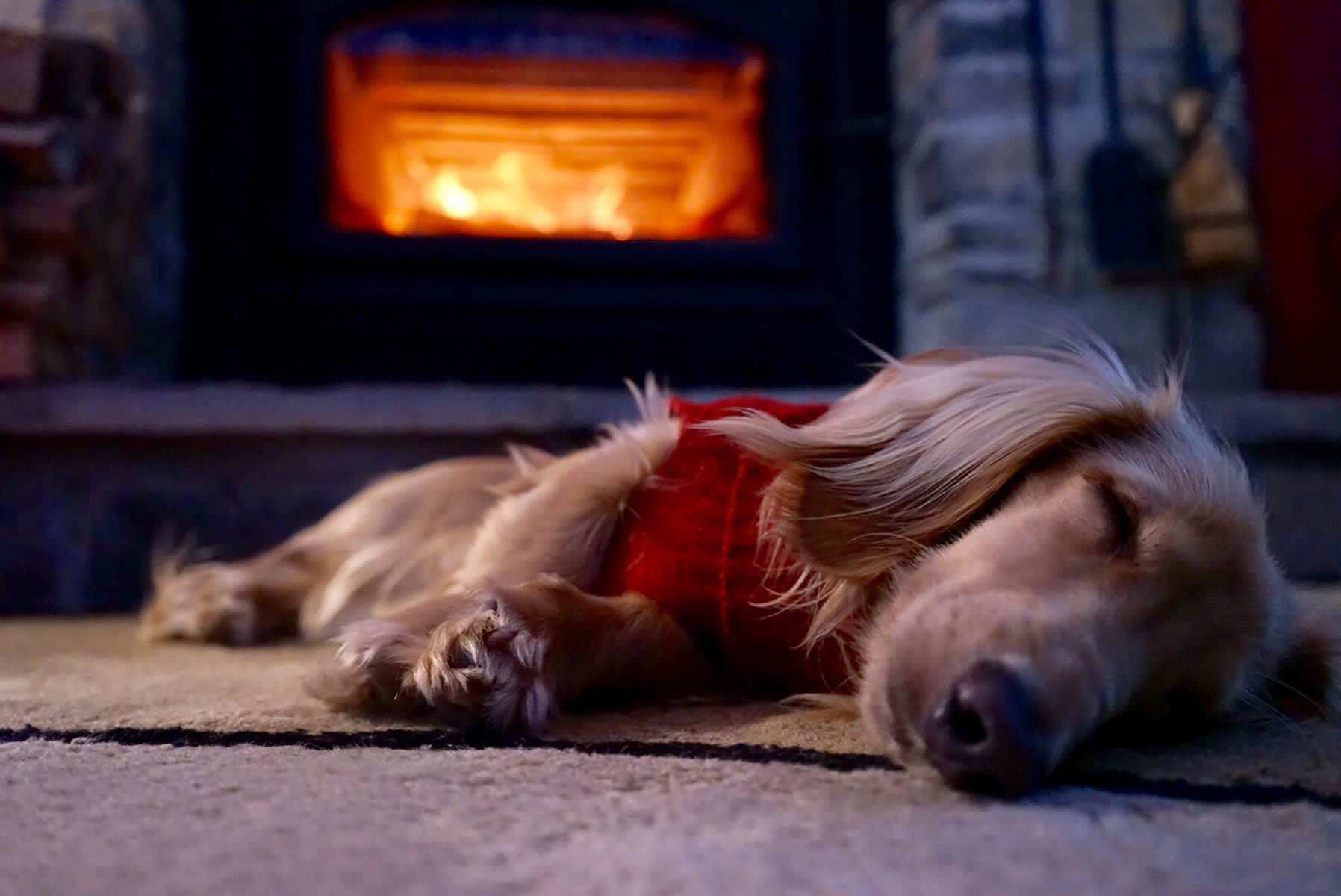 Canva - dachshund puppy naps by fireplace