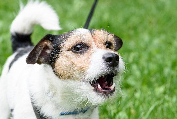 Older dog depressed with hot sale new puppy