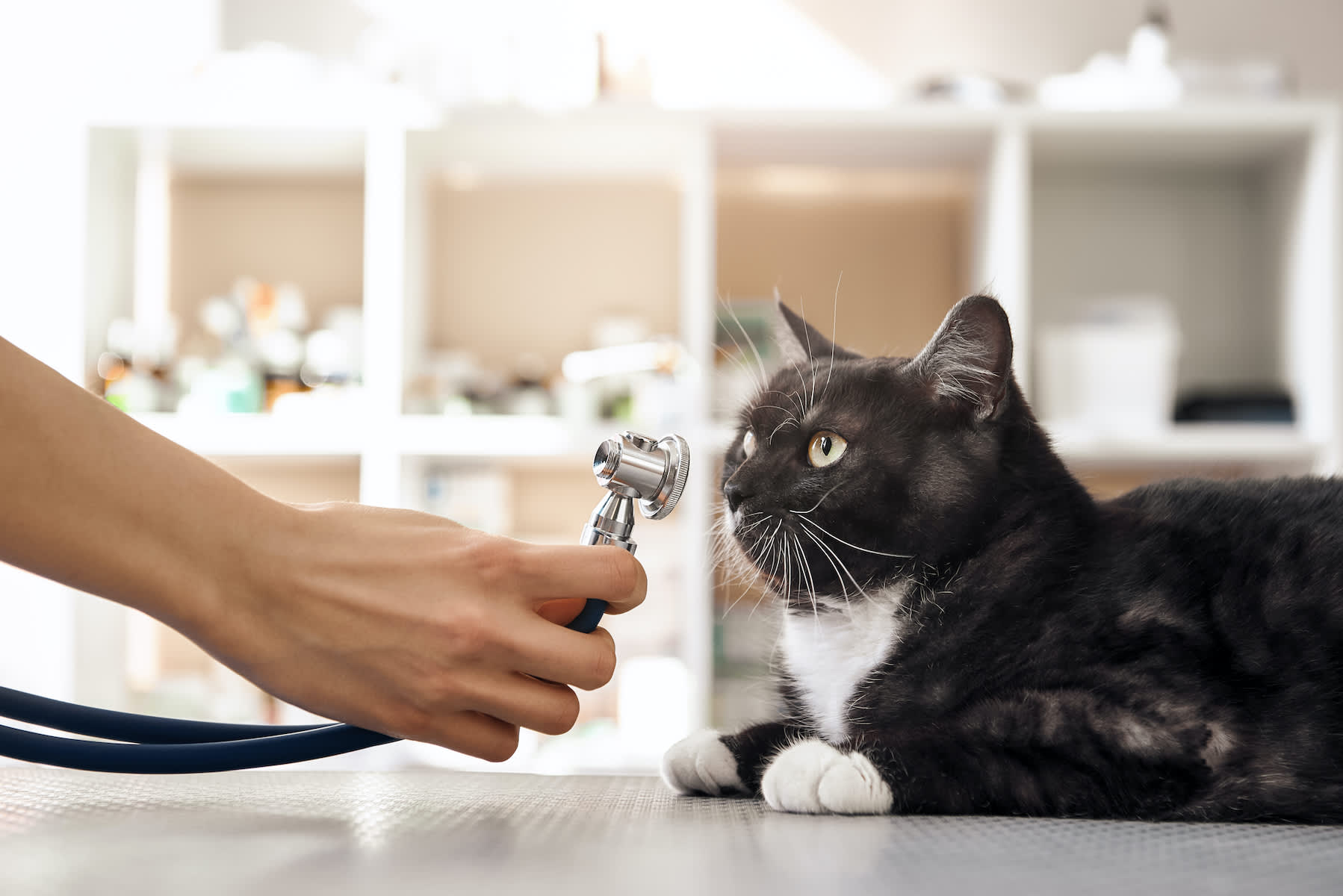 Canva - Checking the breath. Vet hand in protective gloves holding a phonendoscope in front of the muzzle of a large black cat in veterinary clinic