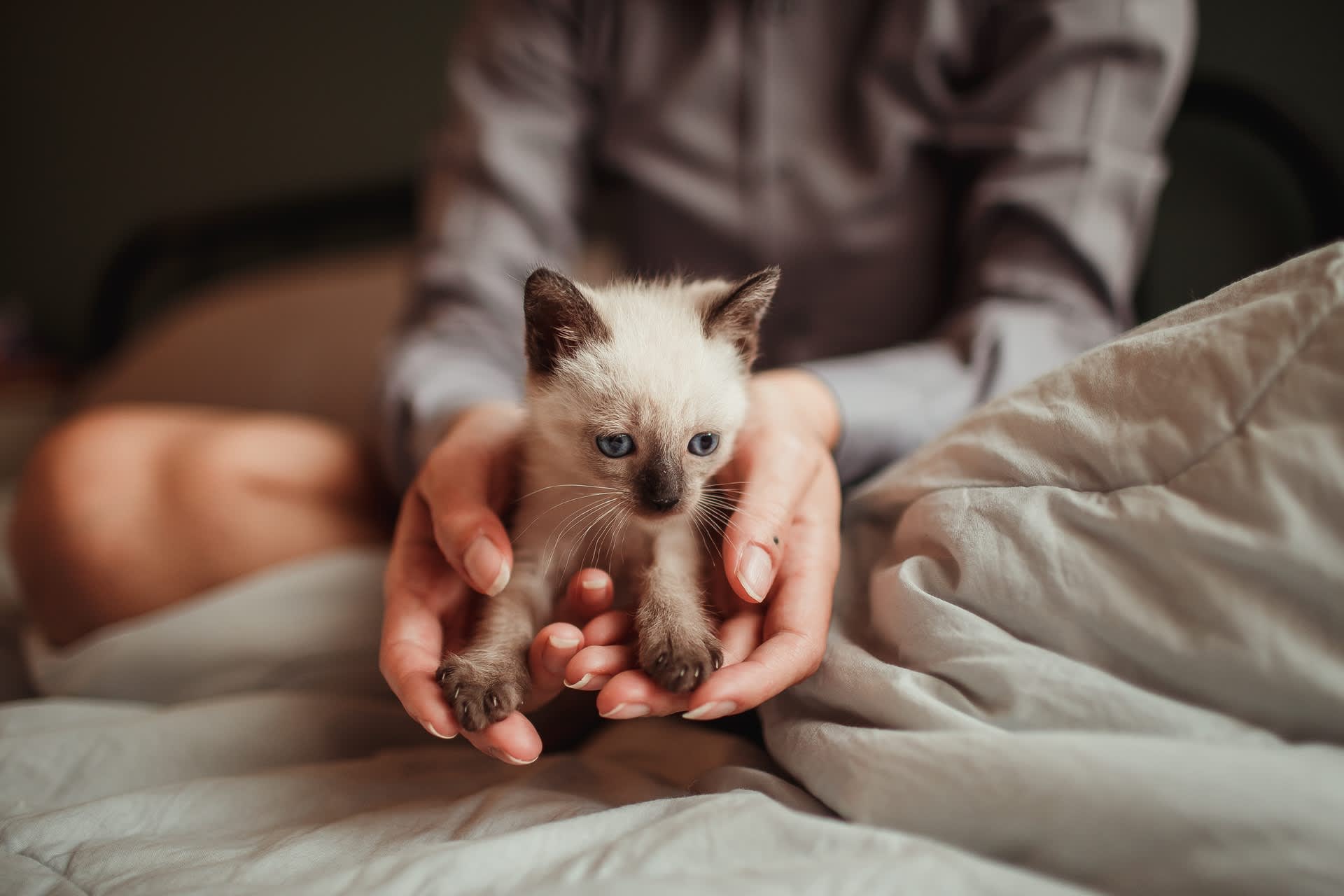What To Do When Your New Kitten Won't Stop Meowing