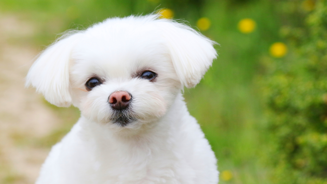 maltese - best dog breed for cats - Pawp