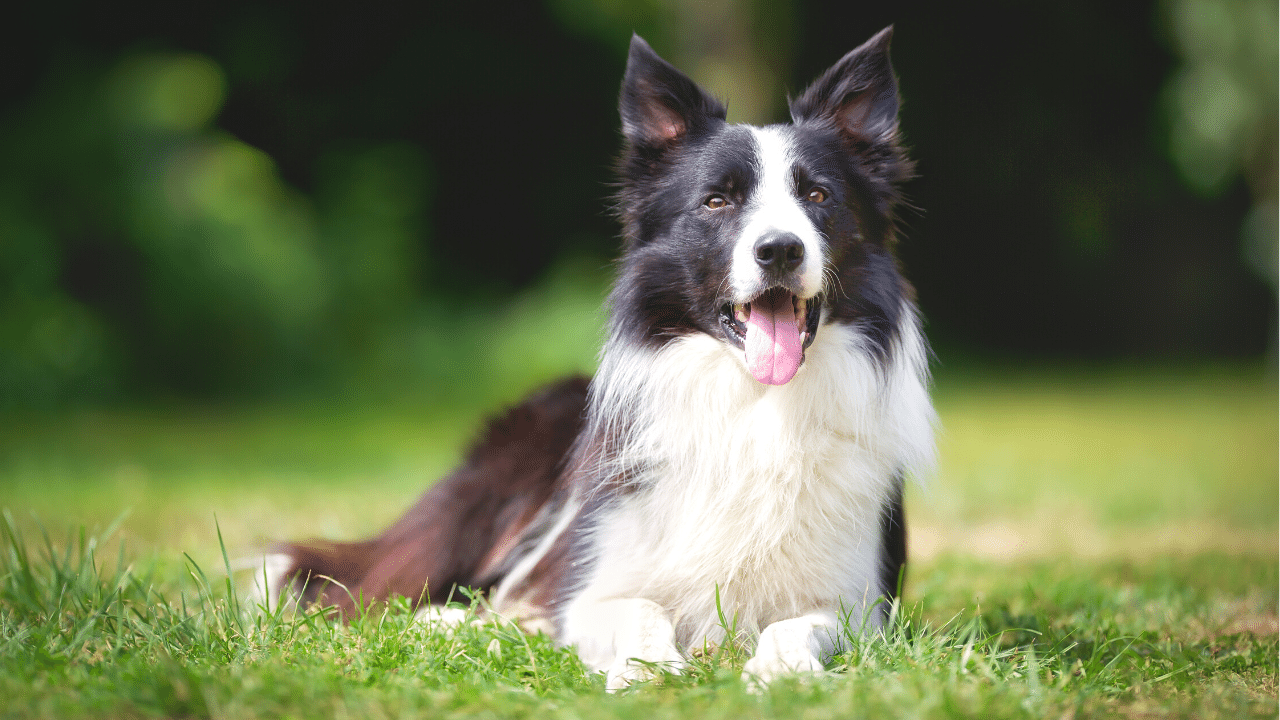 border collie - healthiest dog breeds