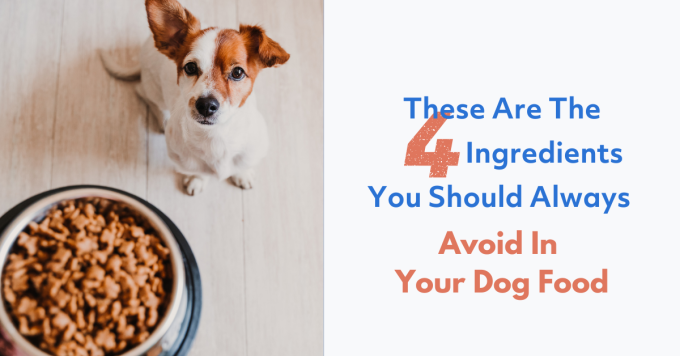 These Are The Ingredients You Should Always Avoid In Your Dog Food