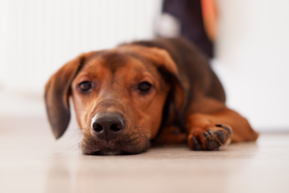 Dog Ate Birth Control Pill: What To Do & When To Worry