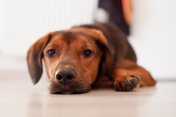 Dog Ate Birth Control Pill: What To Do & When To Worry