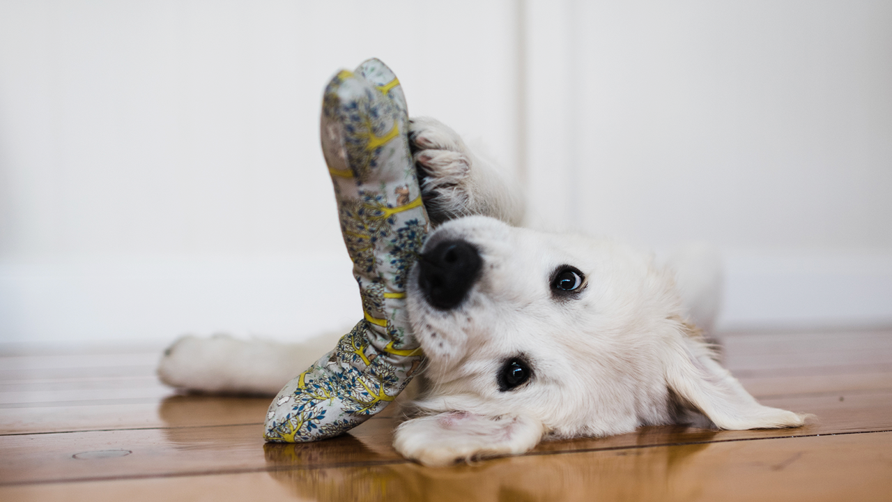 teething puppies relief