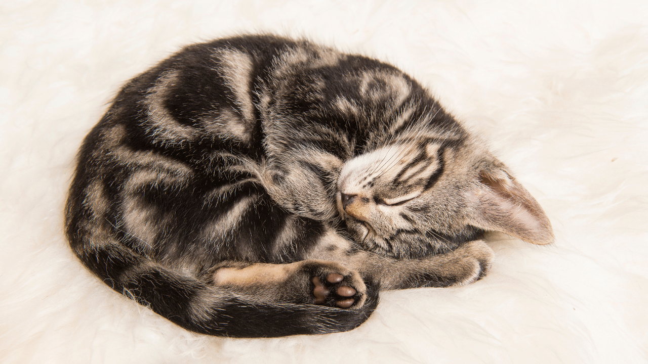 cat sleeping position - cinnamon roll - pawp