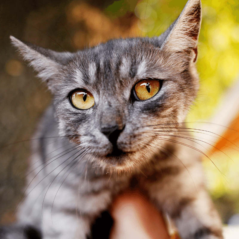 Pawp review - Michelle R.