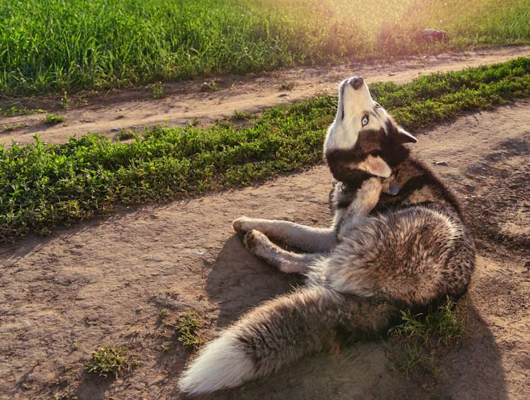 Why Is My Dog Itching So Much? How To Treat Your Dog's Itchy Skin