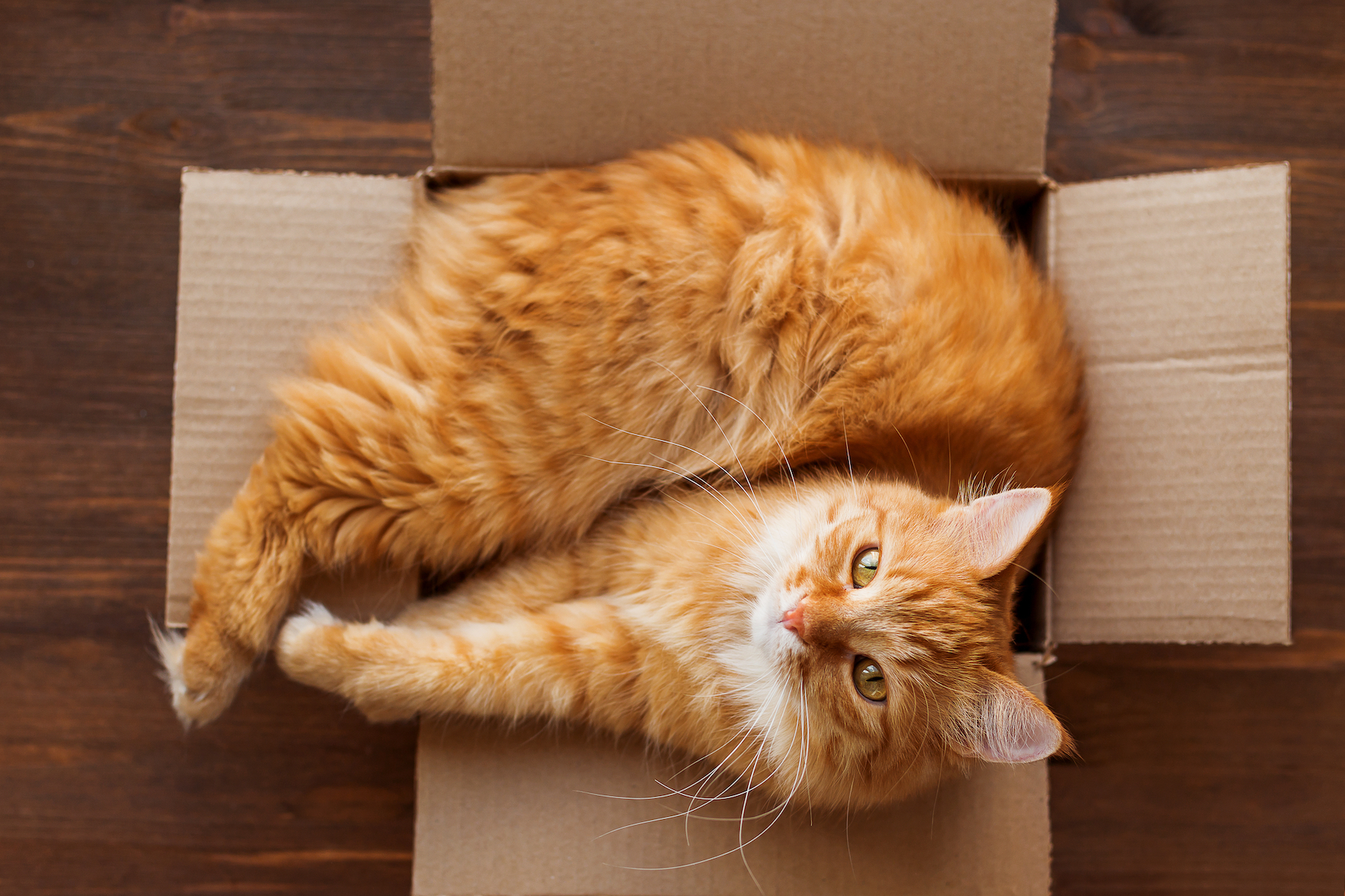 cats and boxes