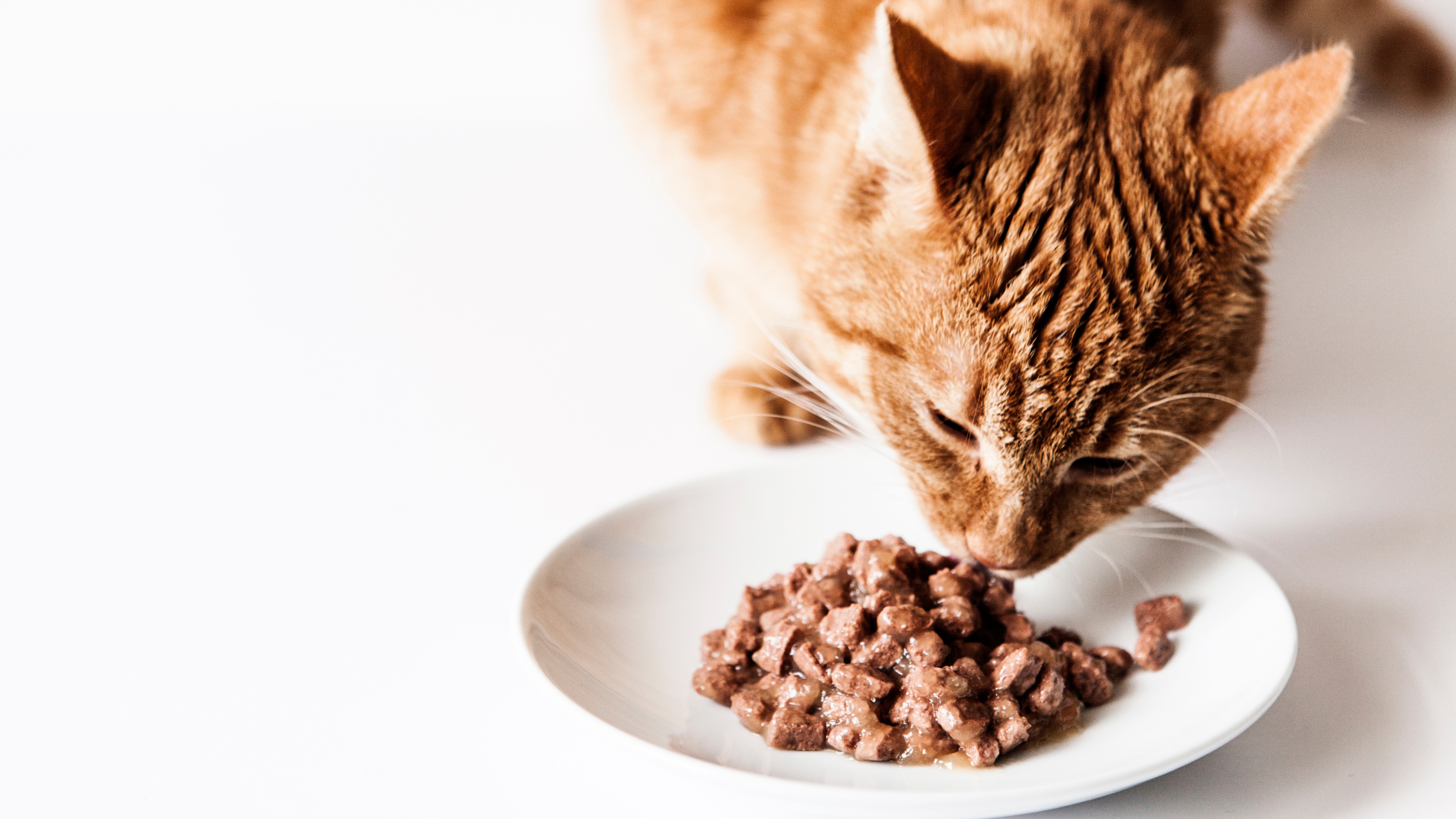 Eating shop cat food