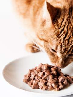 5 Tips To Help You Choose The Best Cat Food