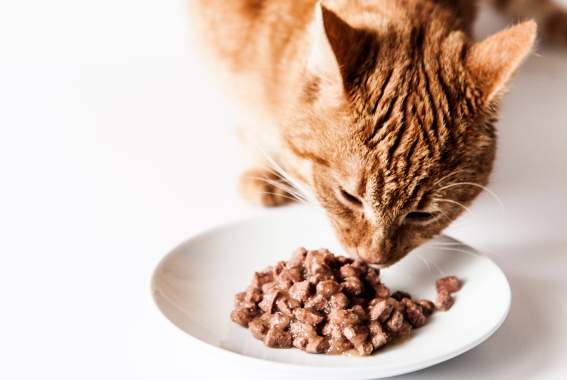 5 Tips To Help You Choose The Best Cat Food