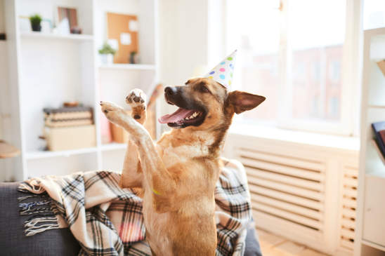 Canva - Doggie Birthday