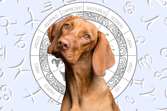 Your Dog's Weekly Horoscope 2020: June 8-14