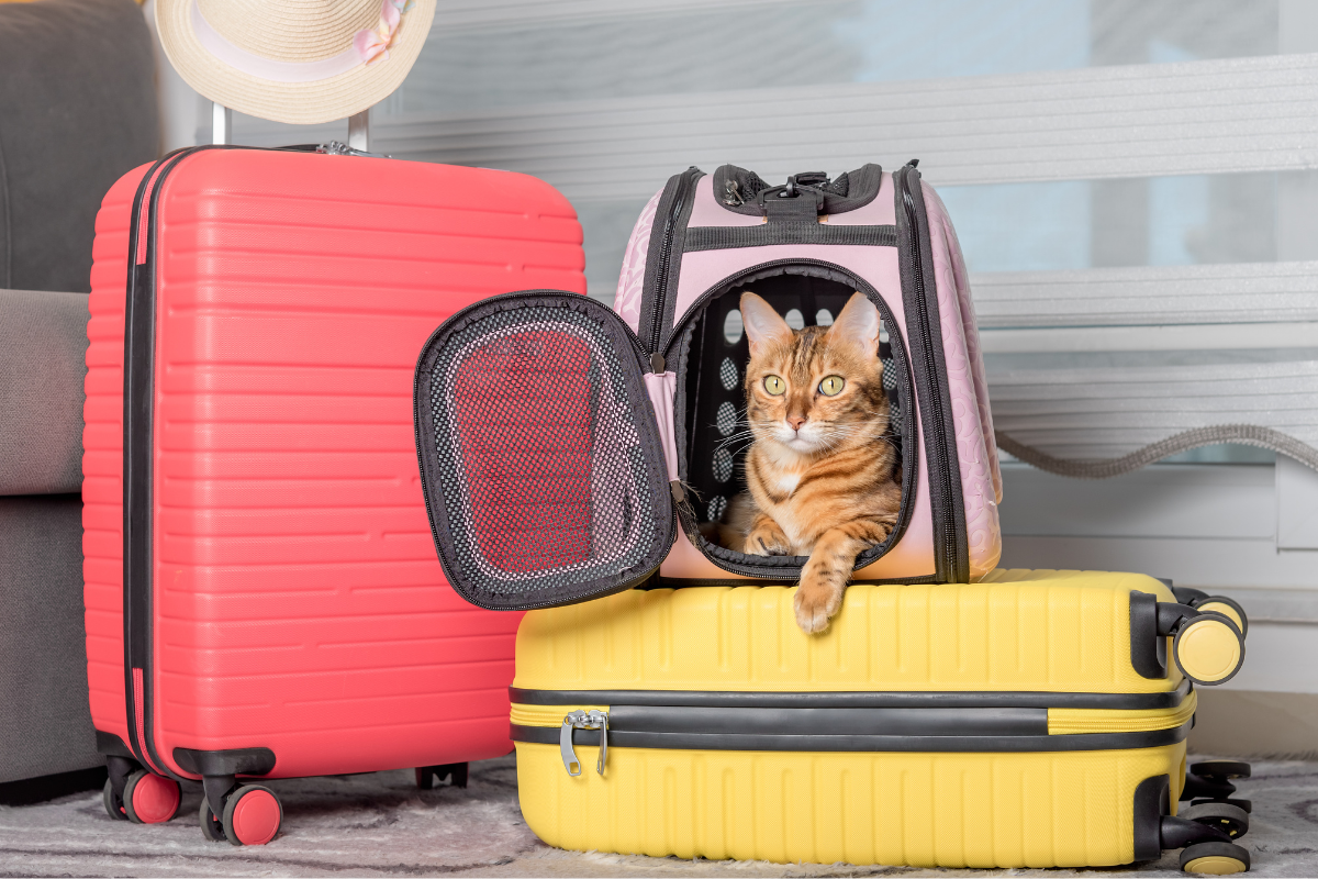 8 Things You Should Know Before Flying With Your Pet