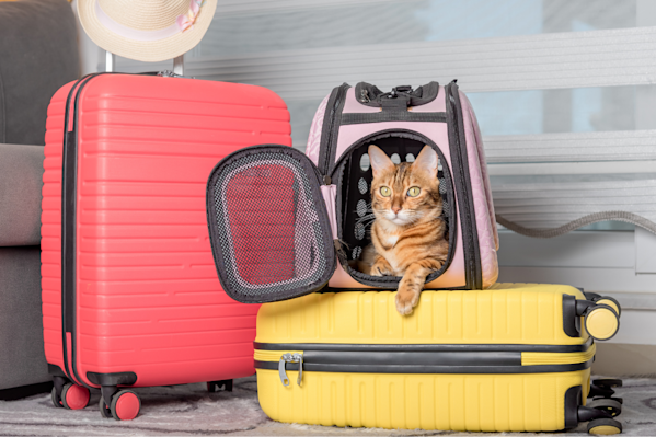 8 Things You Should Know Before Flying With Your Pet