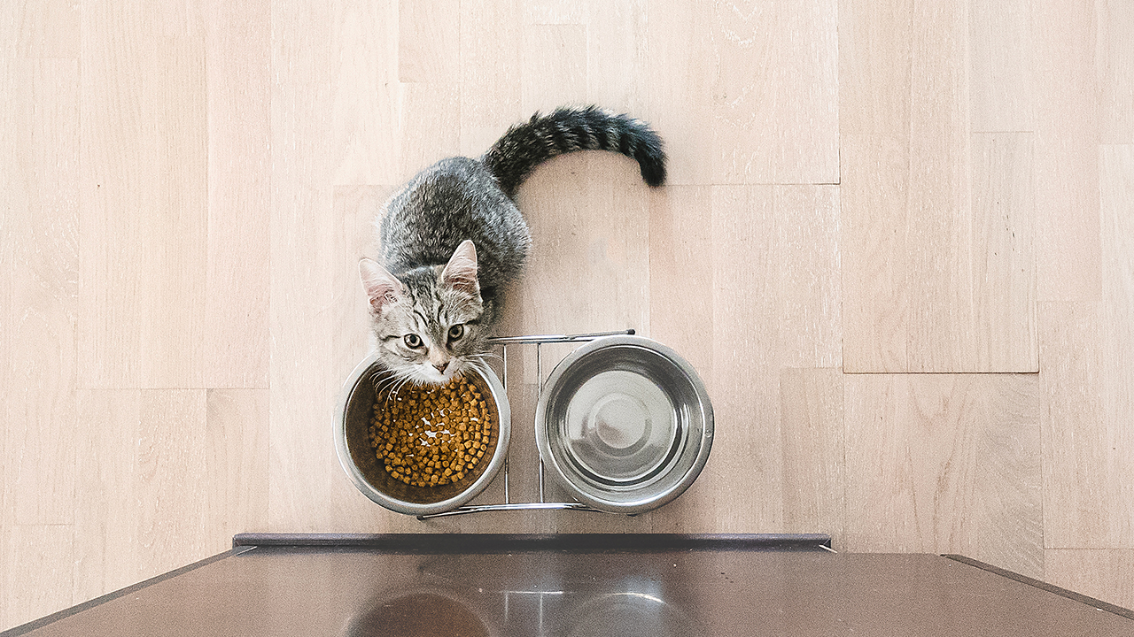 New Kitten Not Eating: Causes and Solutions