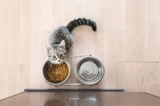 New Kitten Not Eating: Causes and Solutions