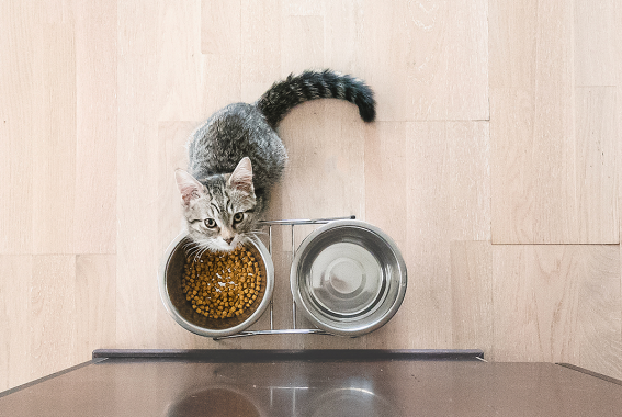New Kitten Not Eating: Causes and Solutions