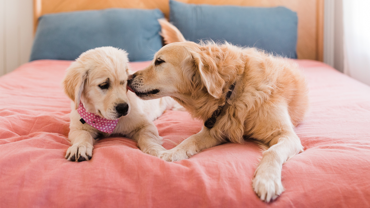 How To Introduce A New Puppy To Your Dog