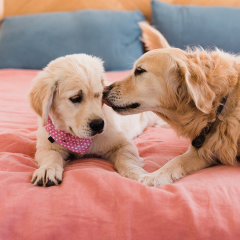 How To Introduce A New Puppy To Your Dog