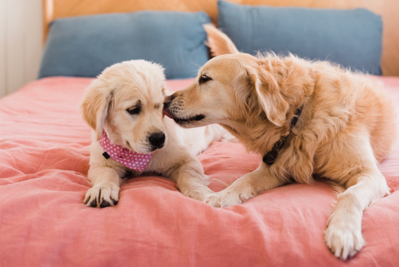 How To Introduce A New Puppy To Your Dog