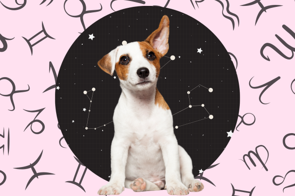 Your Dog's Weekly Horoscope 2020: May 4-10