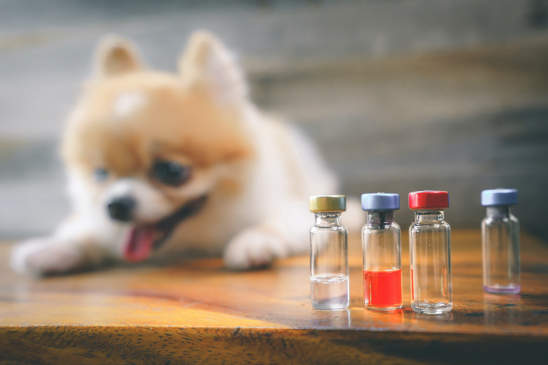 Canva - Veterinary medicine, pet, animals, health care and people concept - close up of vials and blur Pomeranian dog sitting on wood floor with syringe, drug injection or Rabies vaccination, wood background.