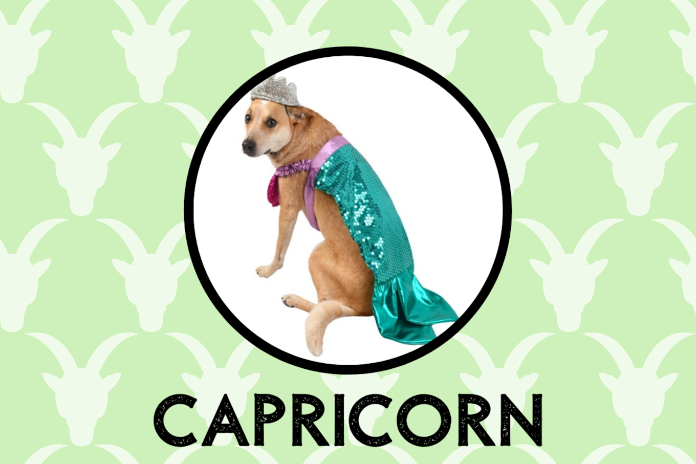 Capricorn Dog Personality What Being A Capricorn Says About Your Dog