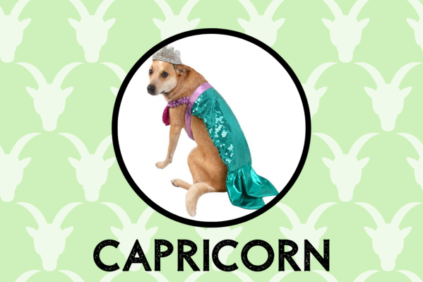 Capricorn Dog Personality: What Being A Capricorn Says About Your Dog
