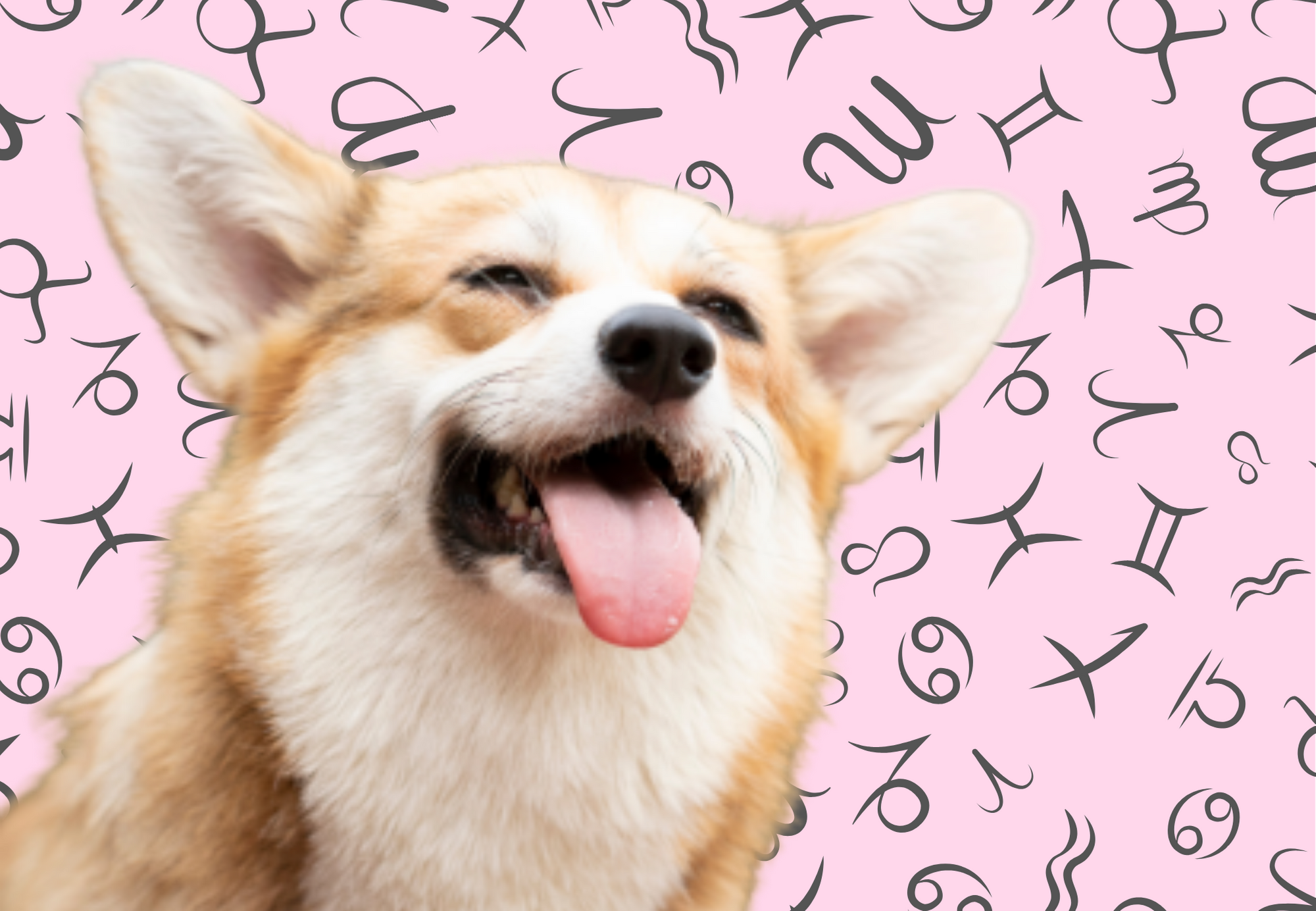 Your Dog's Weekly Horoscope 2019: December 23-29