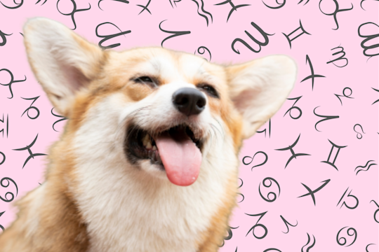 Your Dog's Weekly Horoscope 2019: December 23-29