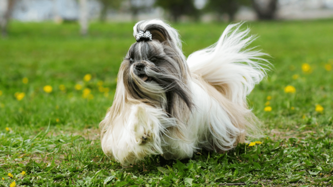 best lap dogs - shih tzu