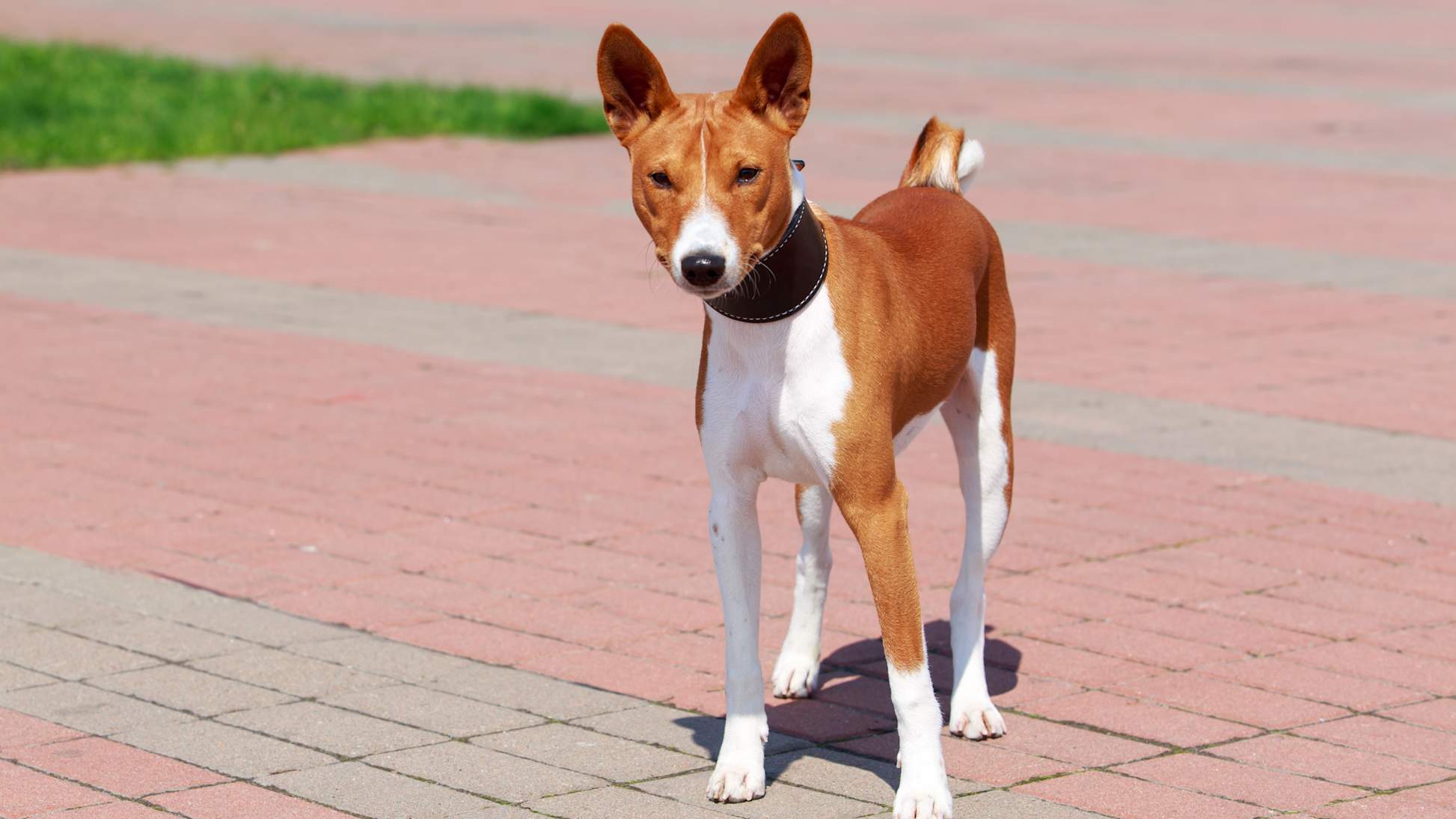 7 Dog Breeds That Are Perfect For City Life