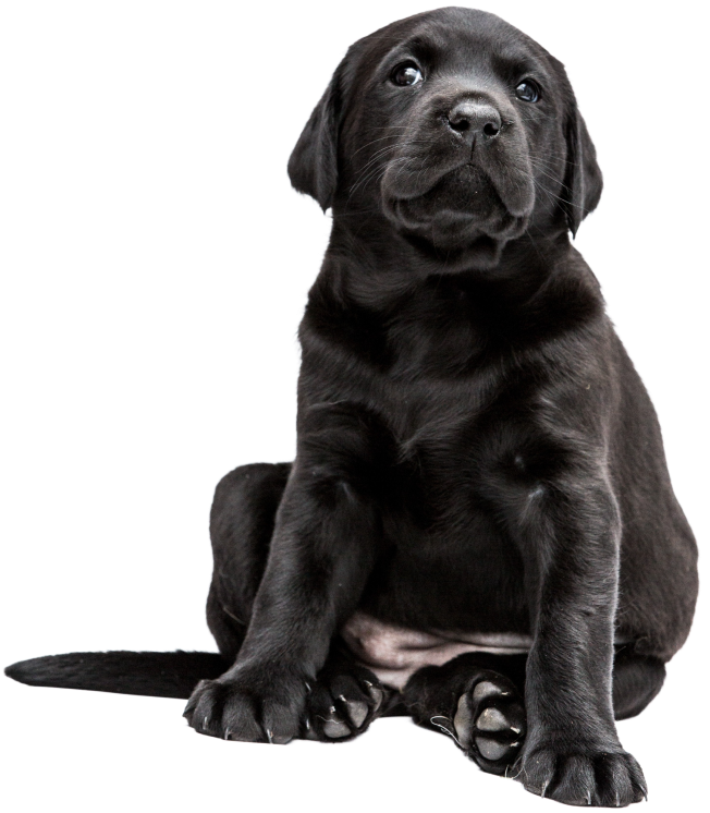 Black lab puppy