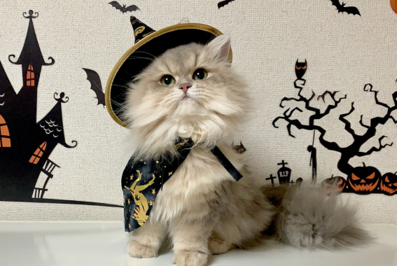 17 Cute & Funny Cat Halloween Costume Ideas