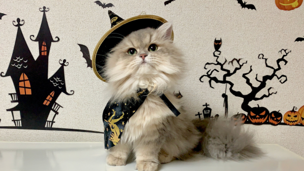 17 Cute & Funny Cat Halloween Costume Ideas