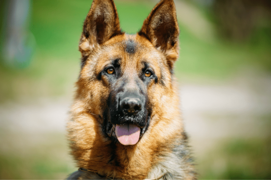 smartest dog breeds - german shepherd - pawp