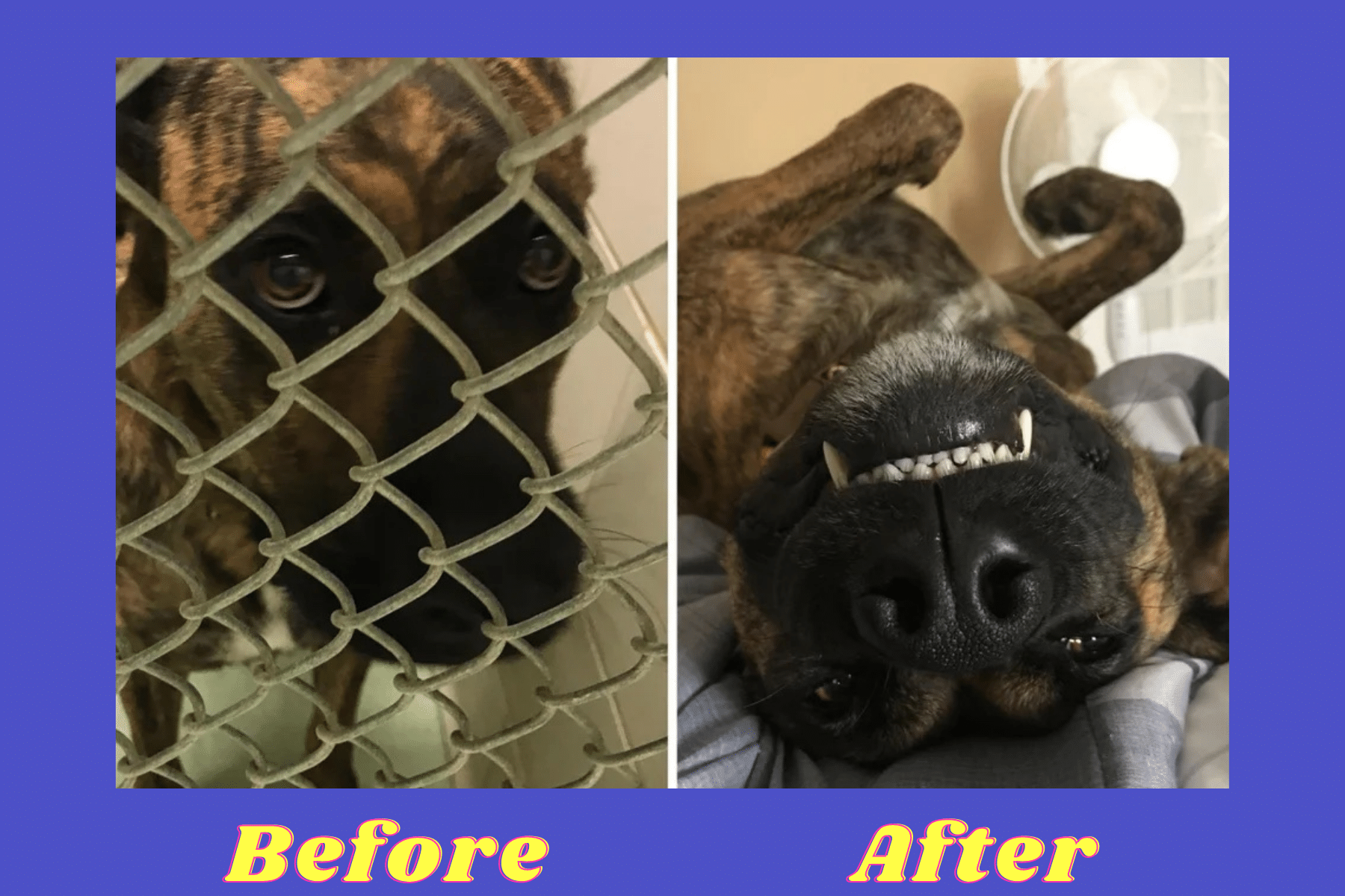 15 Dogs That Look Completely Unrecognizable Before & After Adoption