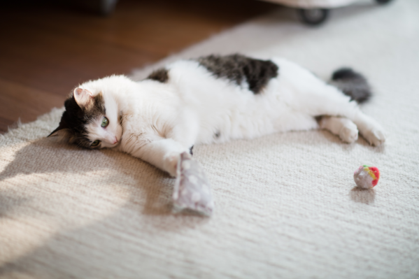 What Is Catnip & What Does It Do To Your Cat?