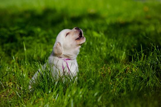 Canva - labrador puppy howling