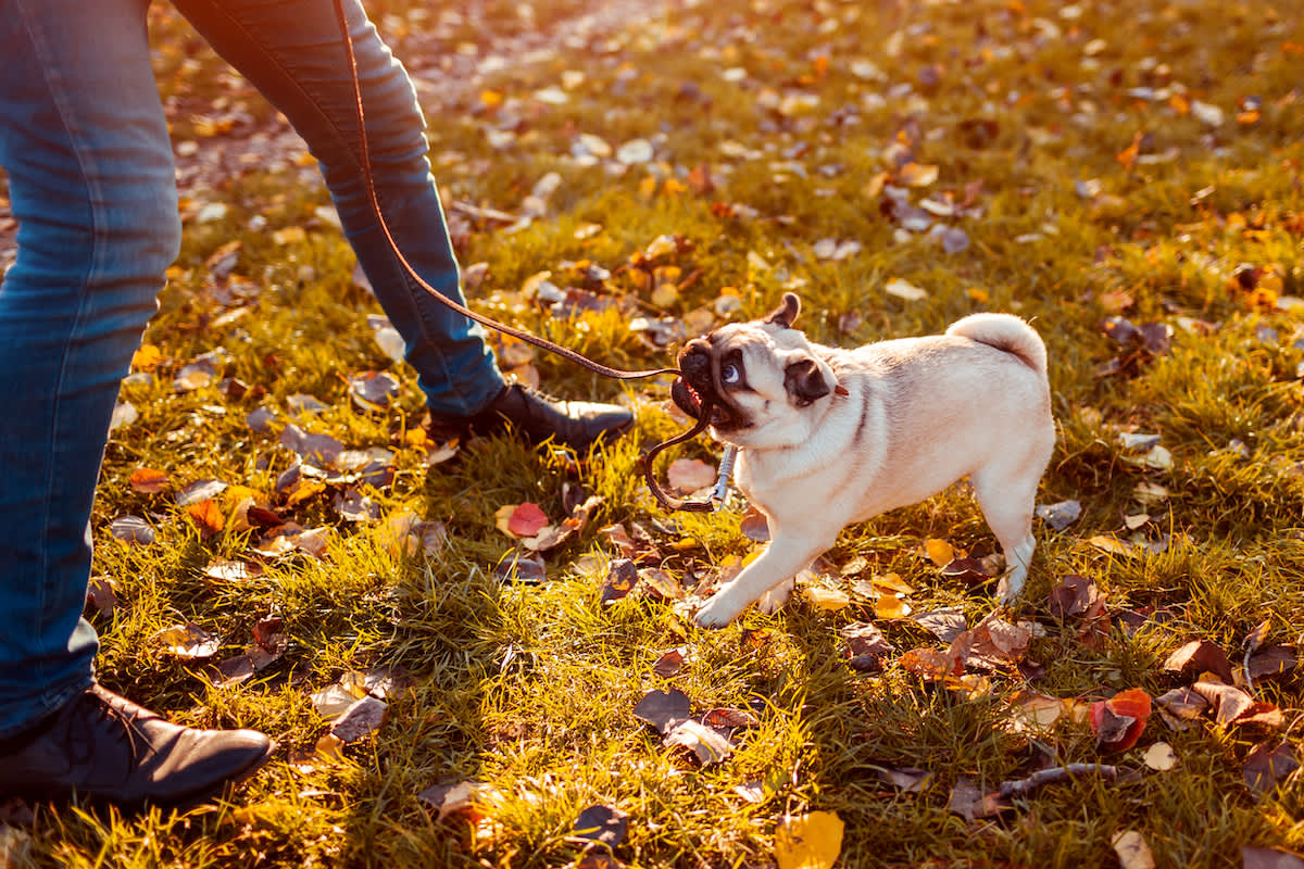 Canva - Master walking pug dog in autumn park. Puppy biting leash by man's legs refusing to go.