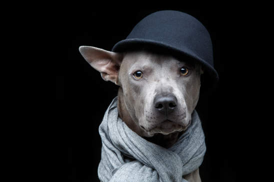 Canva - beautiful thai ridgeback dog in cap and scarf
