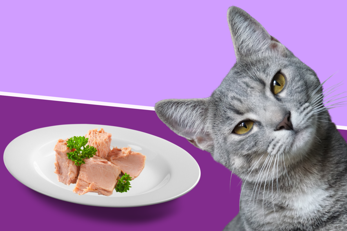 Homemade Cat Food Recipe Ideas To Make Healthy Cat Food At Home