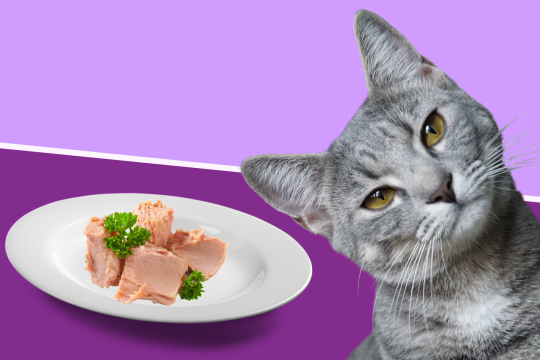 Homemade Cat Food: Recipe Ideas To Make Healthy Cat Food At Home