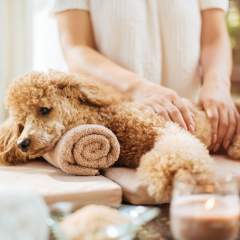 12 Things Your Dog Can Teach You About Taking The Ultimate Self-Care Day